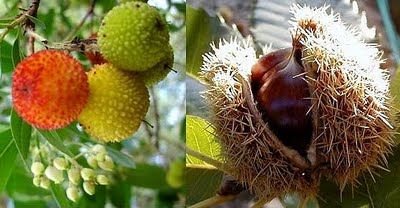 Oleiros: Mostra do Medronho e da Castanha está de volta com a 5ª edição
